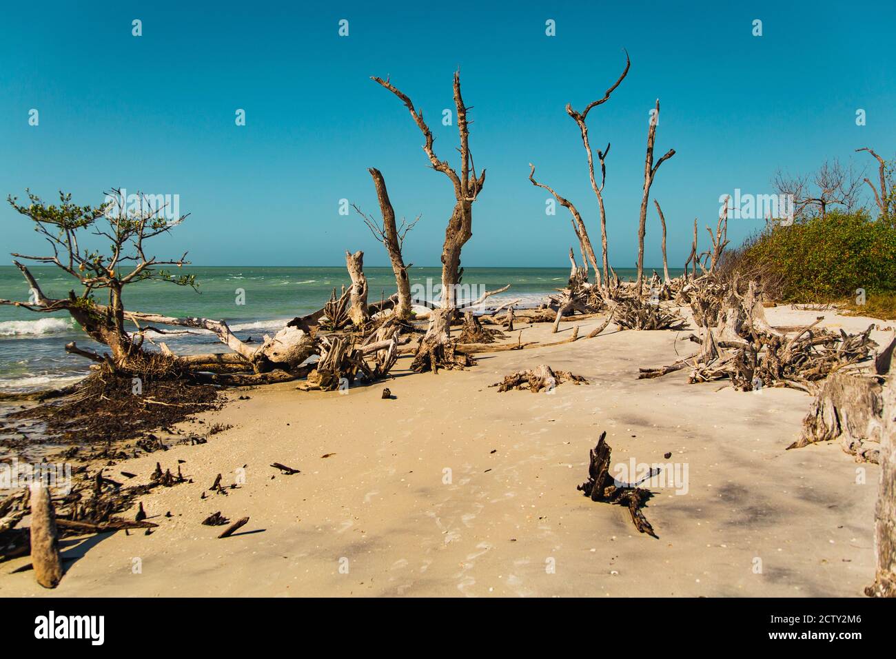 Verde mare, cielo blu e alberi driftwood sulla spiaggia deserta Cayo Costa, Florida Foto Stock