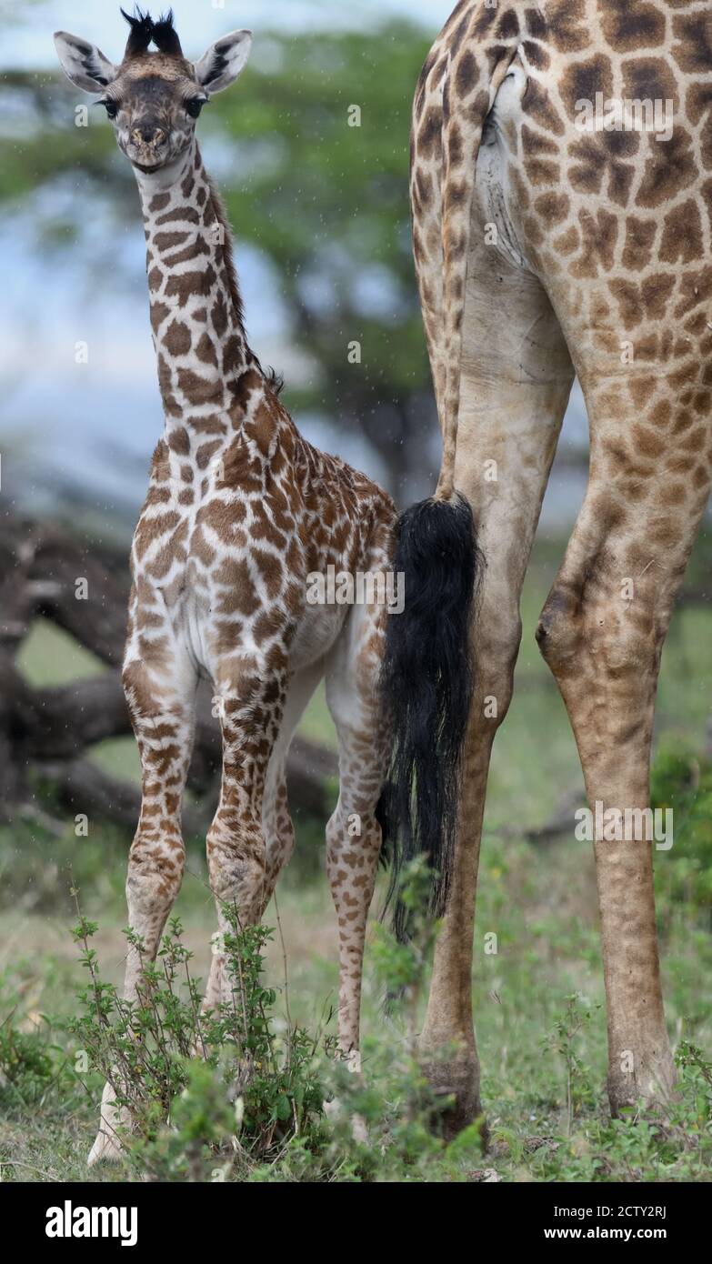 Un giovane Maasai giraffe calf (Giraffa tippelskirchi, Giraffa camelopardalis tippelskirchii) sorge accanto a sua madre sotto la pioggia battente. Serengeti N Foto Stock