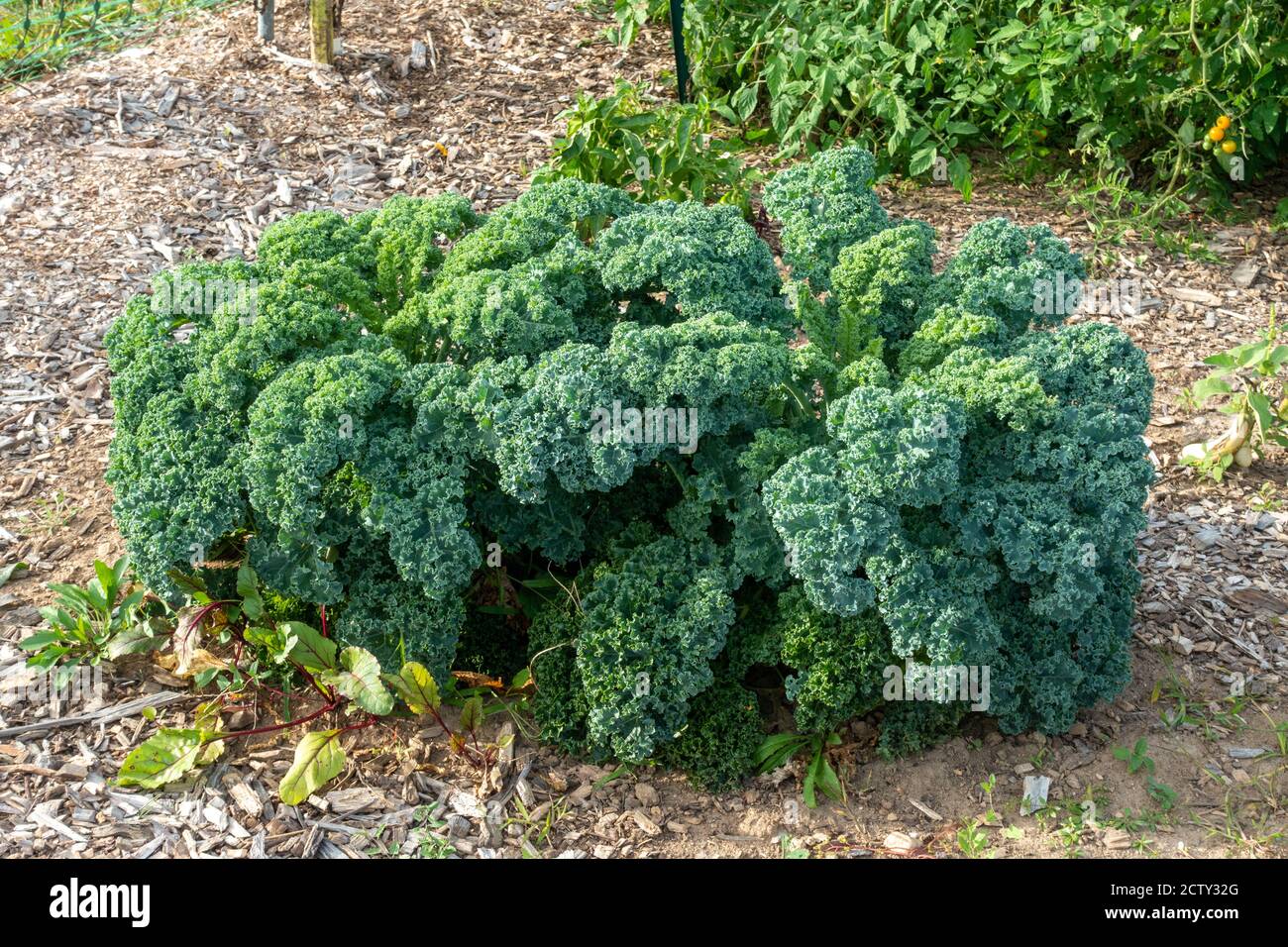Curly Green Kale pianta, Brassica oleracea in giardino Foto Stock