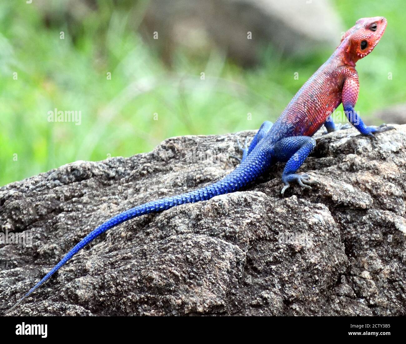 Un maschio di colore brillante Mwanza pietra a testa piatta agama (AGAMA mwanzae) Parco Nazionale Serengeti, Tanzania. Foto Stock