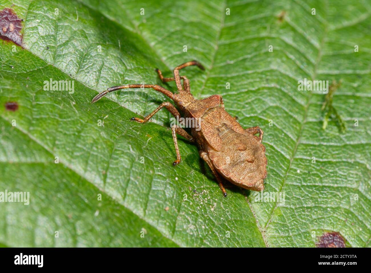 Dock Bug o Squash Bug - Coreus marginatus, ninfa su foglia di bramble Foto Stock