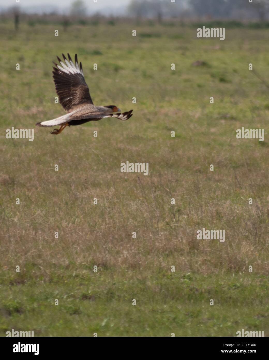 Grande uccello da caccia Foto Stock