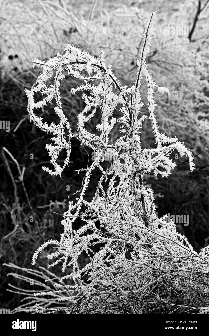 Inverno in bassa Austria Foto Stock