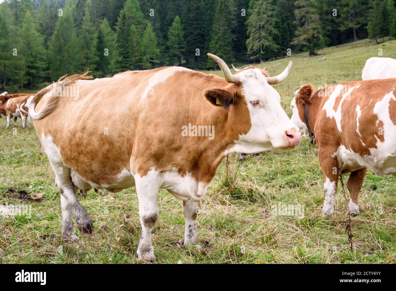 Mucca bianca e marrone in un pascolo di montagna su un nuvoloso giorno d'estate Foto Stock