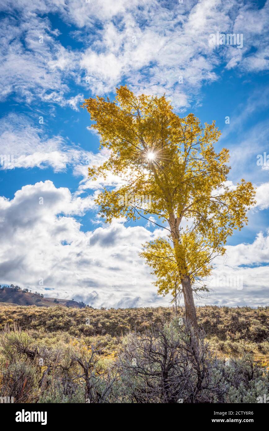 Albero di Cottonwood in autunno; Lamar Valley, Yellowstone National Park, Wyoming, Stati Uniti. Foto Stock