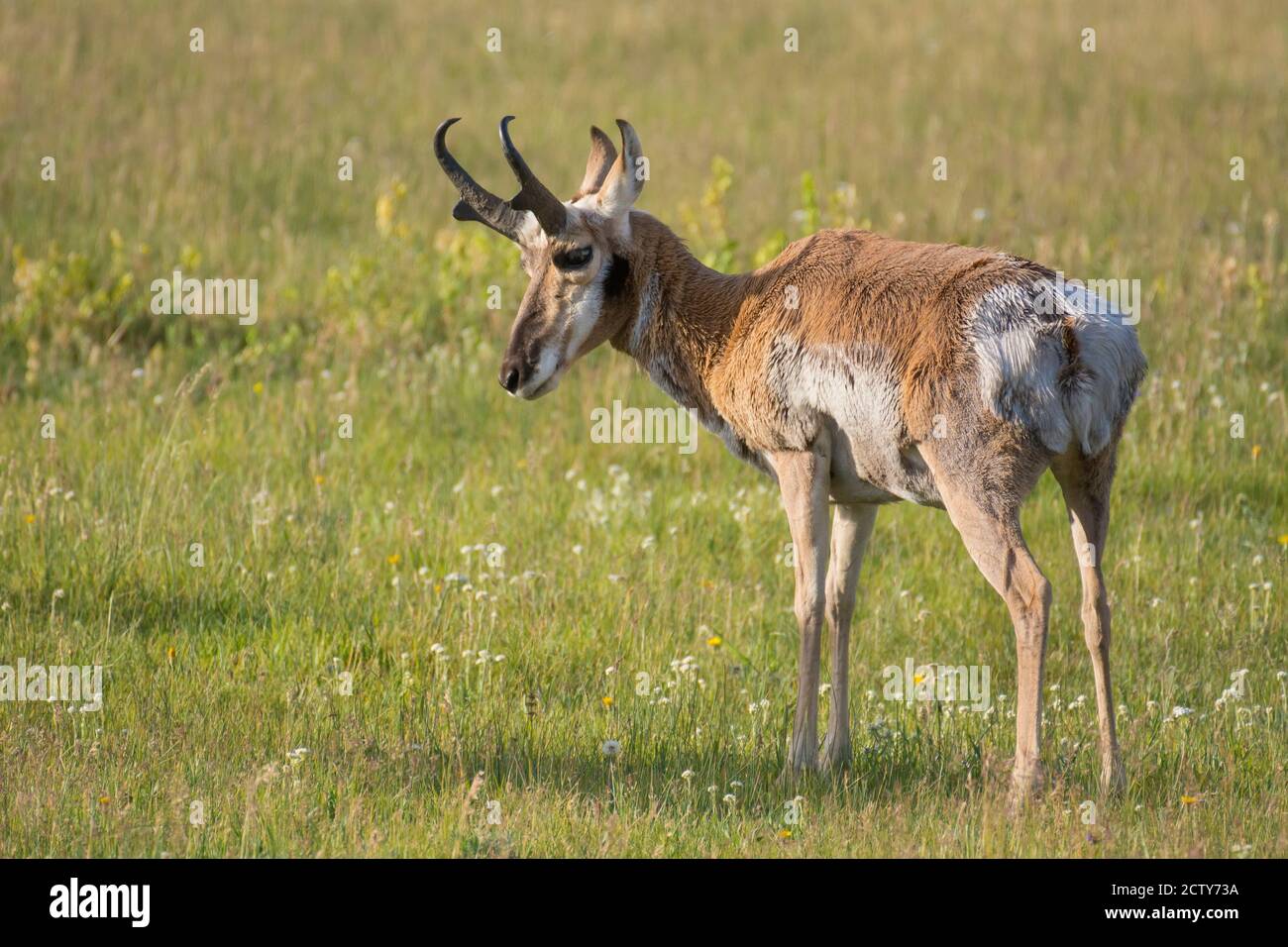 Punghorn buck con cappotto invernale parzialmente shed; Yellowstone National Park, Wyoming. Foto Stock