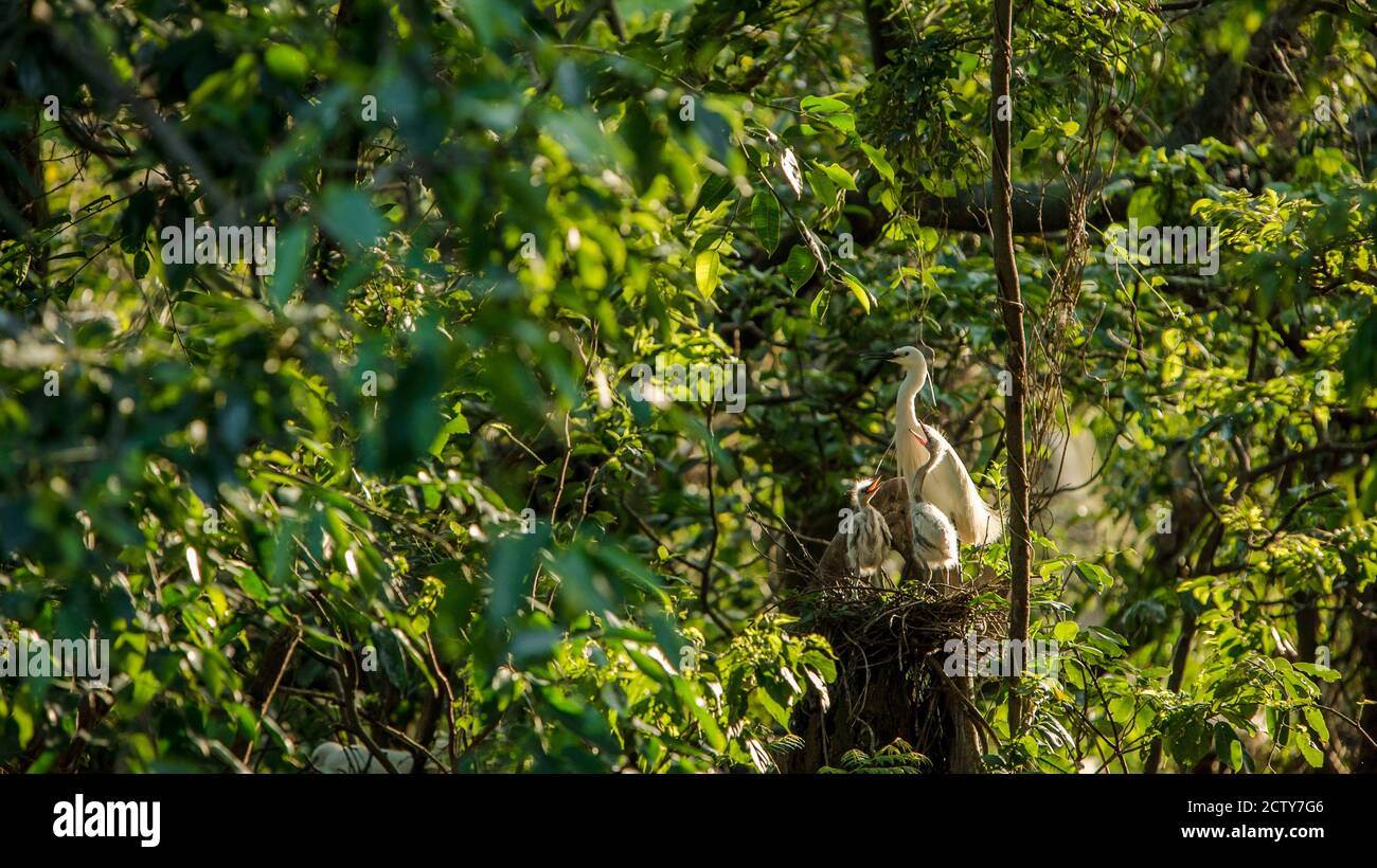 Madre bianca Egretta Garzetta nutrendo i suoi nestlings nel nido con bella luce del tramonto. Adulto piccolo egret prendere pulcini di cura e dare il cibo da mangiare Foto Stock