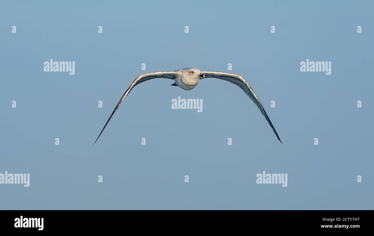 Sea Gull in volo Foto Stock