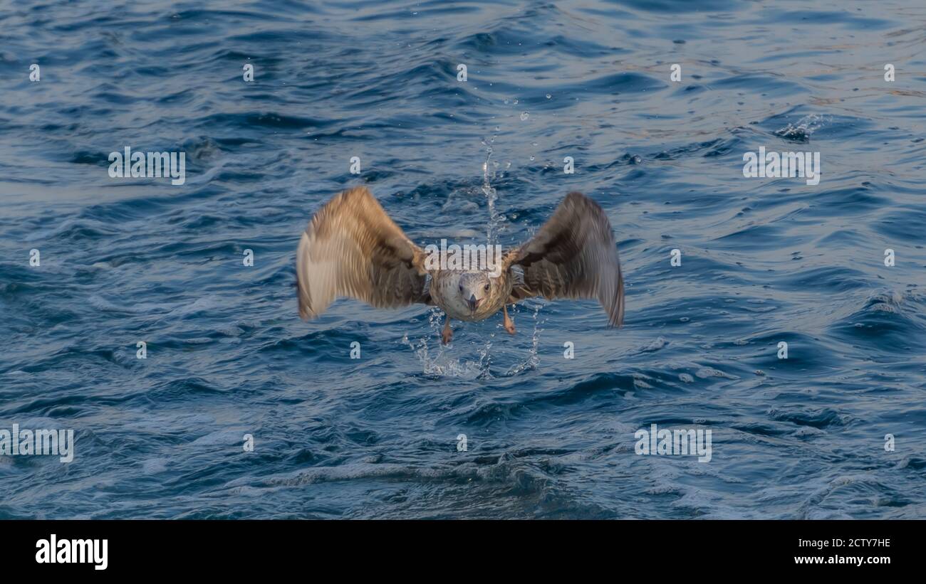 Sea Gull in volo Foto Stock