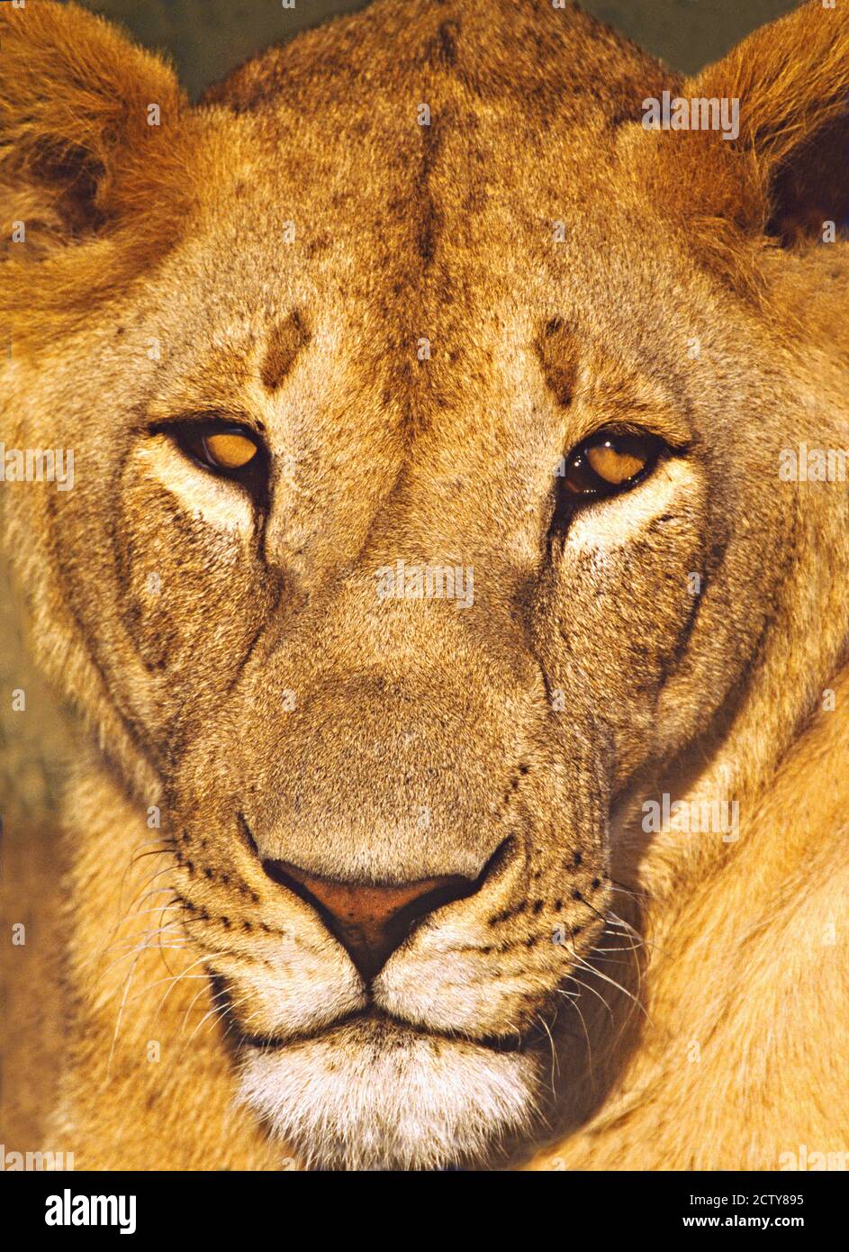 Primo piano di una leonessa, Tanzania Foto Stock
