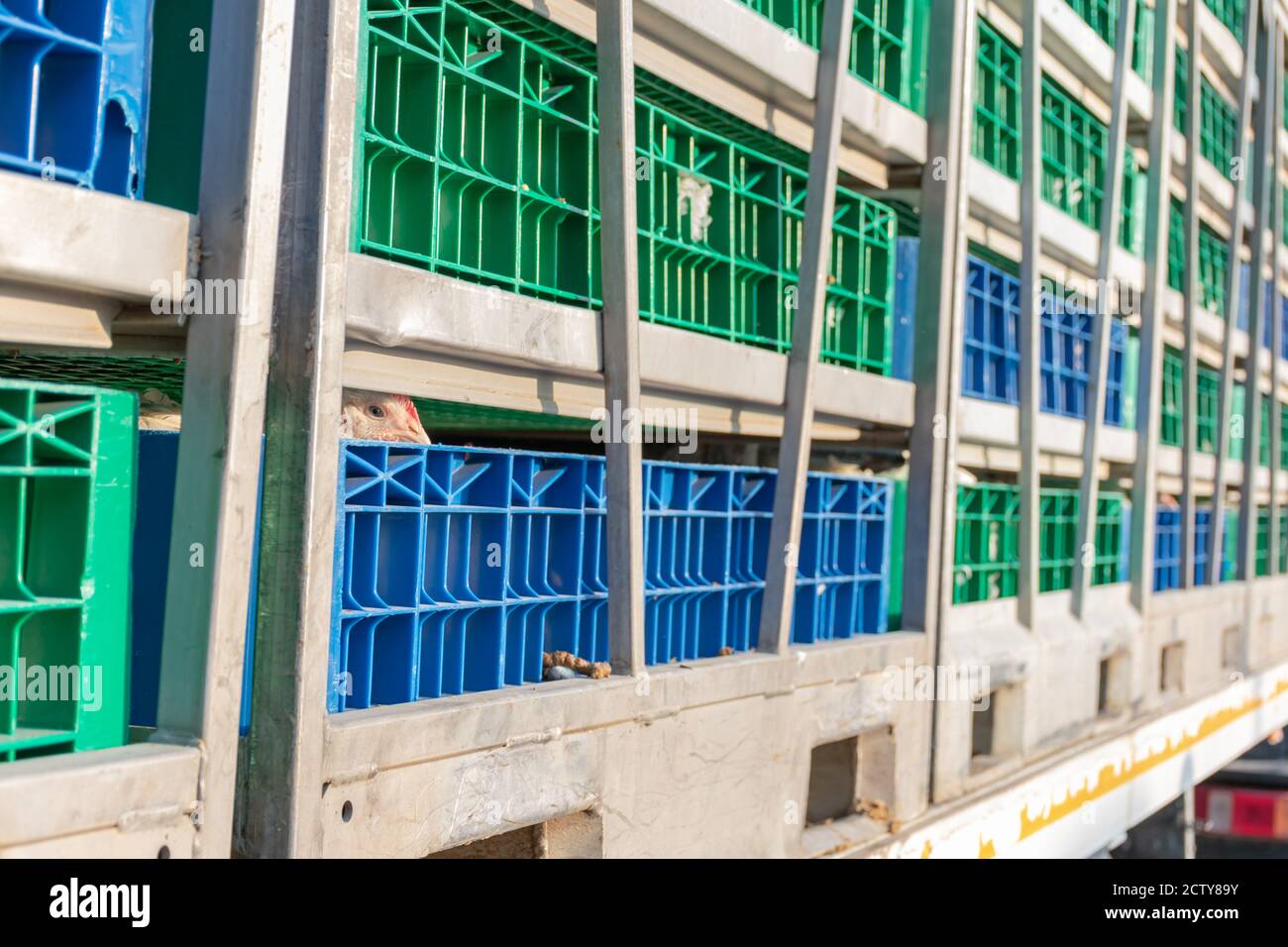 Gabbie per il trasporto di galline in camion dall'azienda al macello Foto Stock