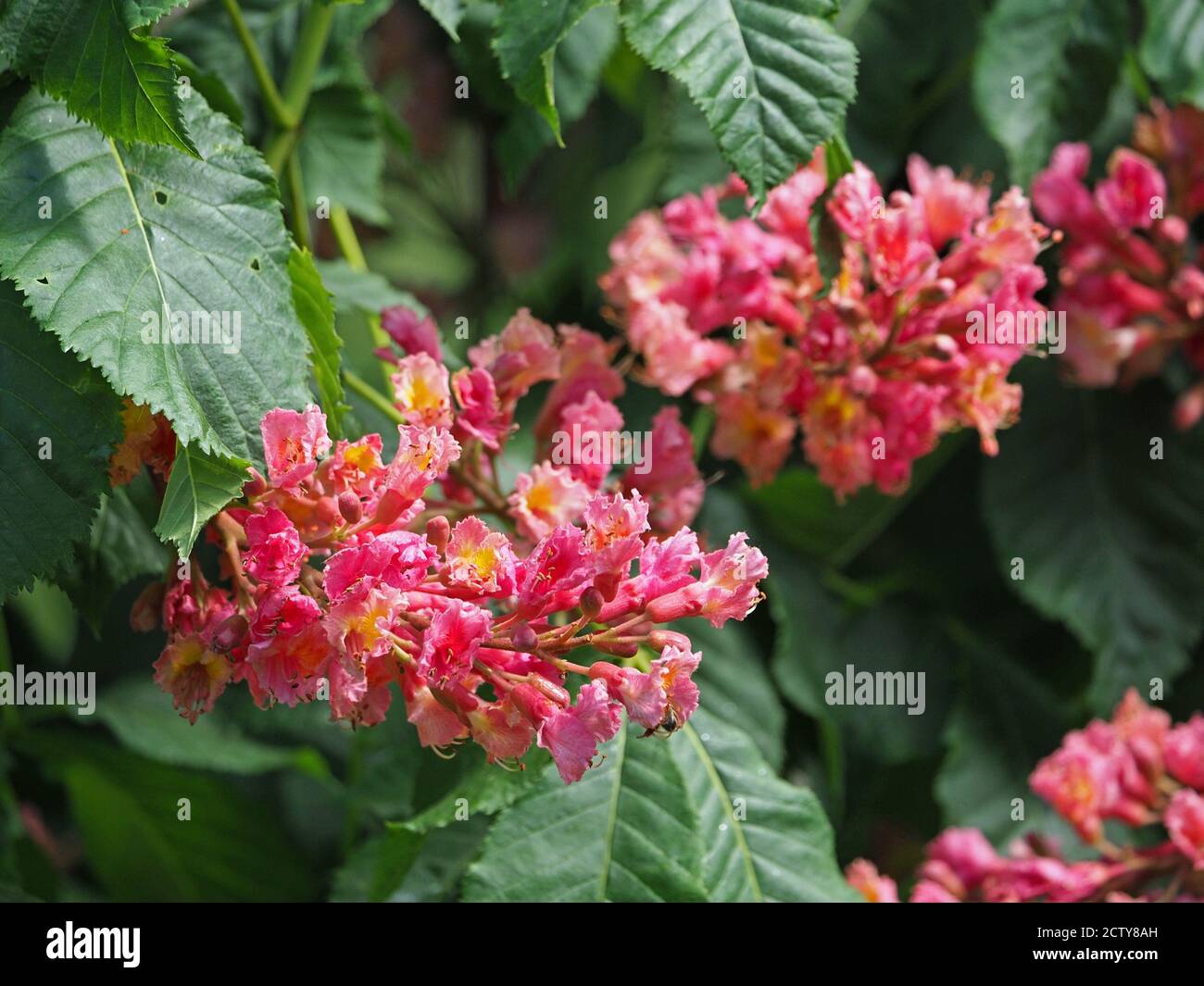 Spettacolare rosso brillante giallo fiori raggruppati di Red Horse Chestnut tree (Aesculus x carnea - ibrido di A. hippocastanum & A. pavia) - foglie verdi Foto Stock