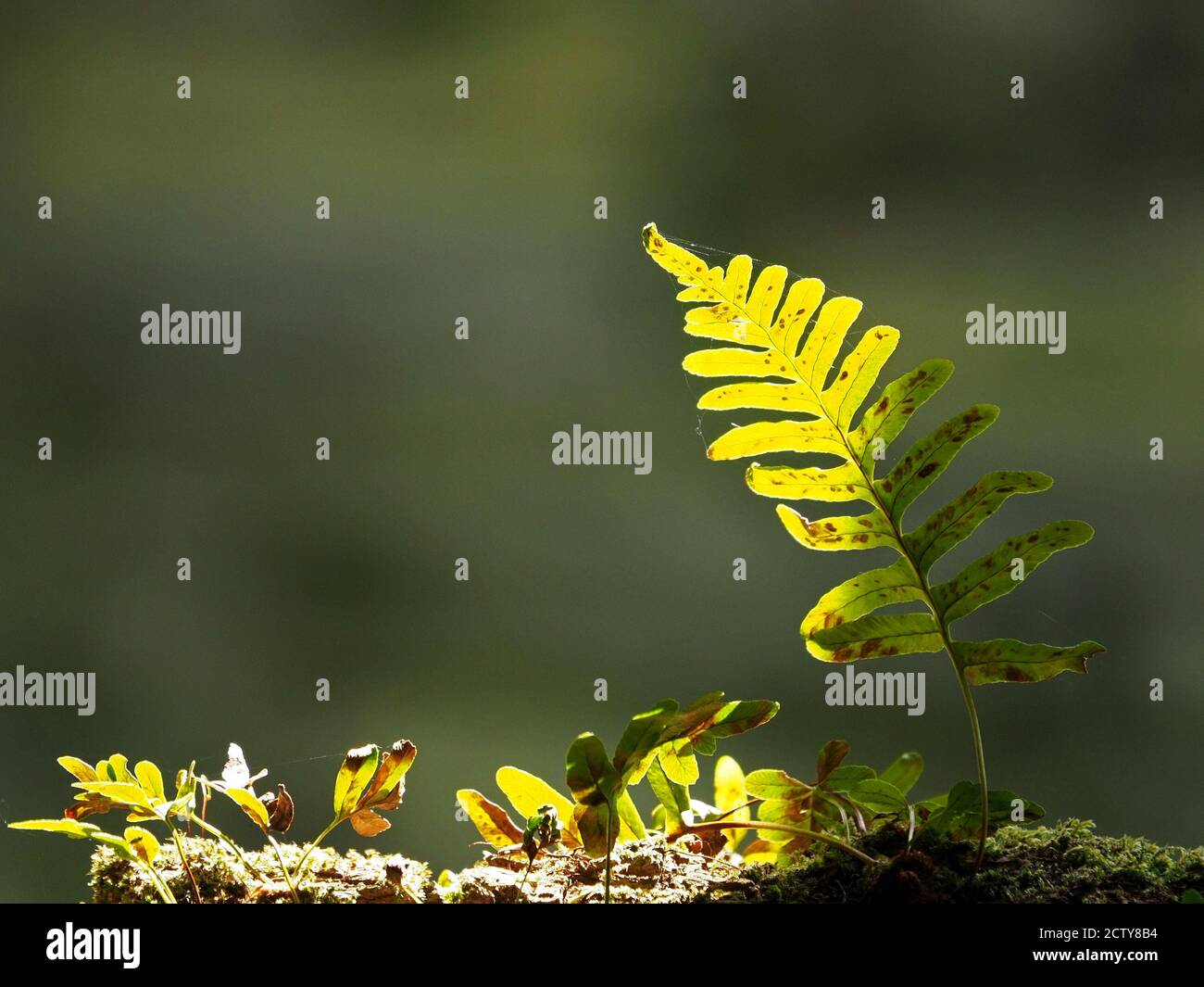 Singolo fronte verde brillante di bosco strisciante Fern con trefoli di spider in seta retroilluminata al sole che mostra spore asciutte su lato inferiore Foto Stock