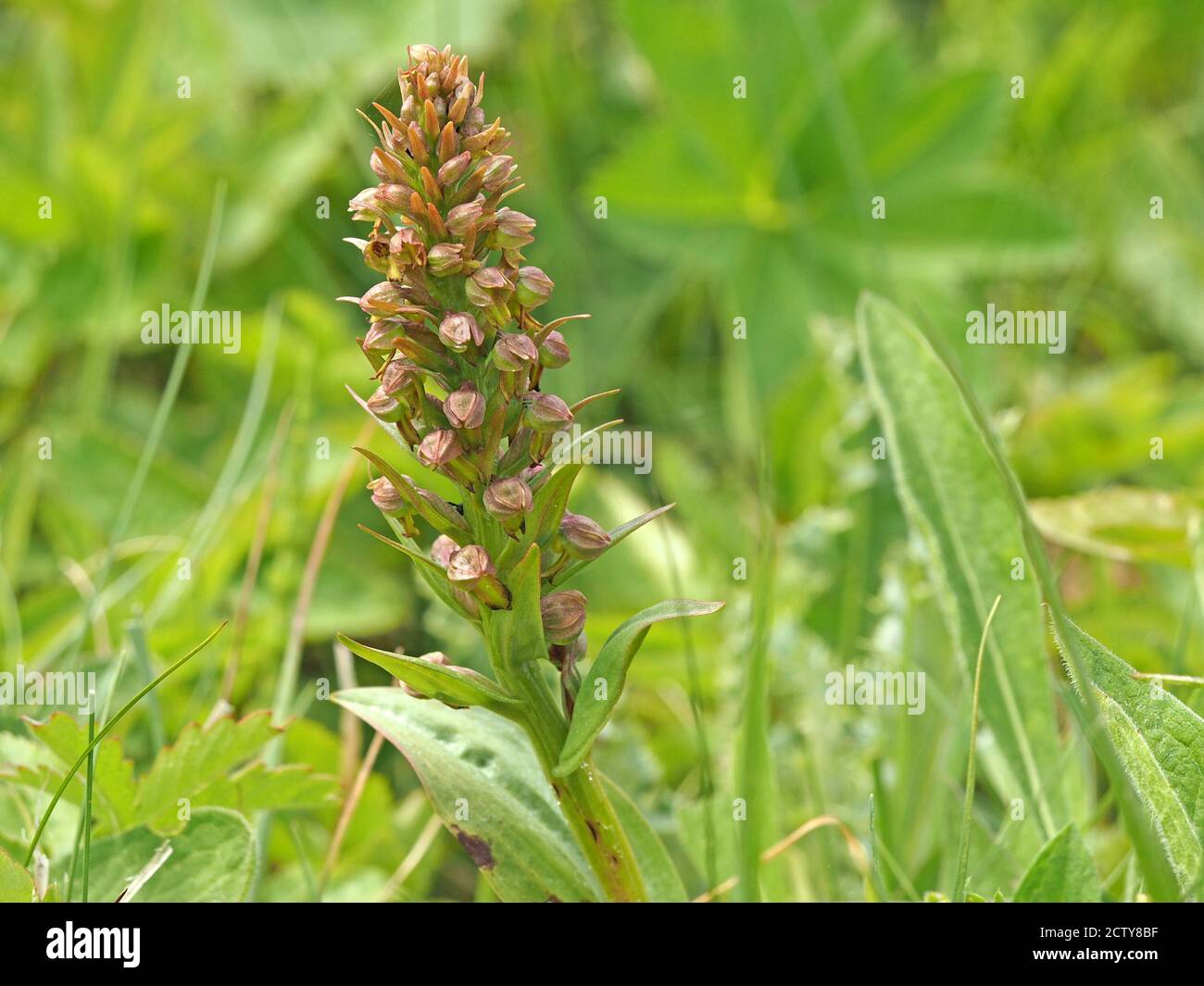 Fiori verdi tinged con rosa su flowerspike di Orchidea rana (Coeloglossum viride) sul versante erboso della strada a Cumbria, Inghilterra, Regno Unito Foto Stock