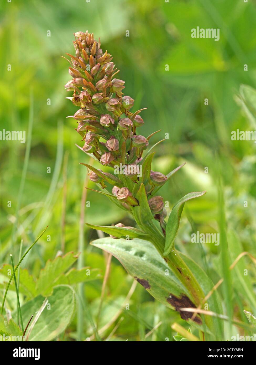 Fiori verdi tinged con rosa su flowerspike di Orchidea rana (Coeloglossum viride) sul versante erboso della strada a Cumbria, Inghilterra, Regno Unito Foto Stock