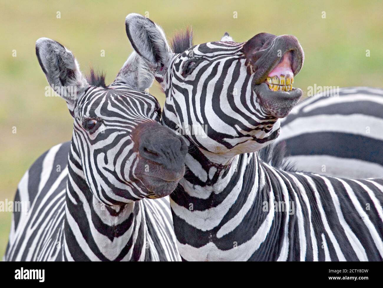 Primo piano di due zebre, il cratere di Ngorongoro, l'area di conservazione di Ngorongoro, Tanzania Foto Stock
