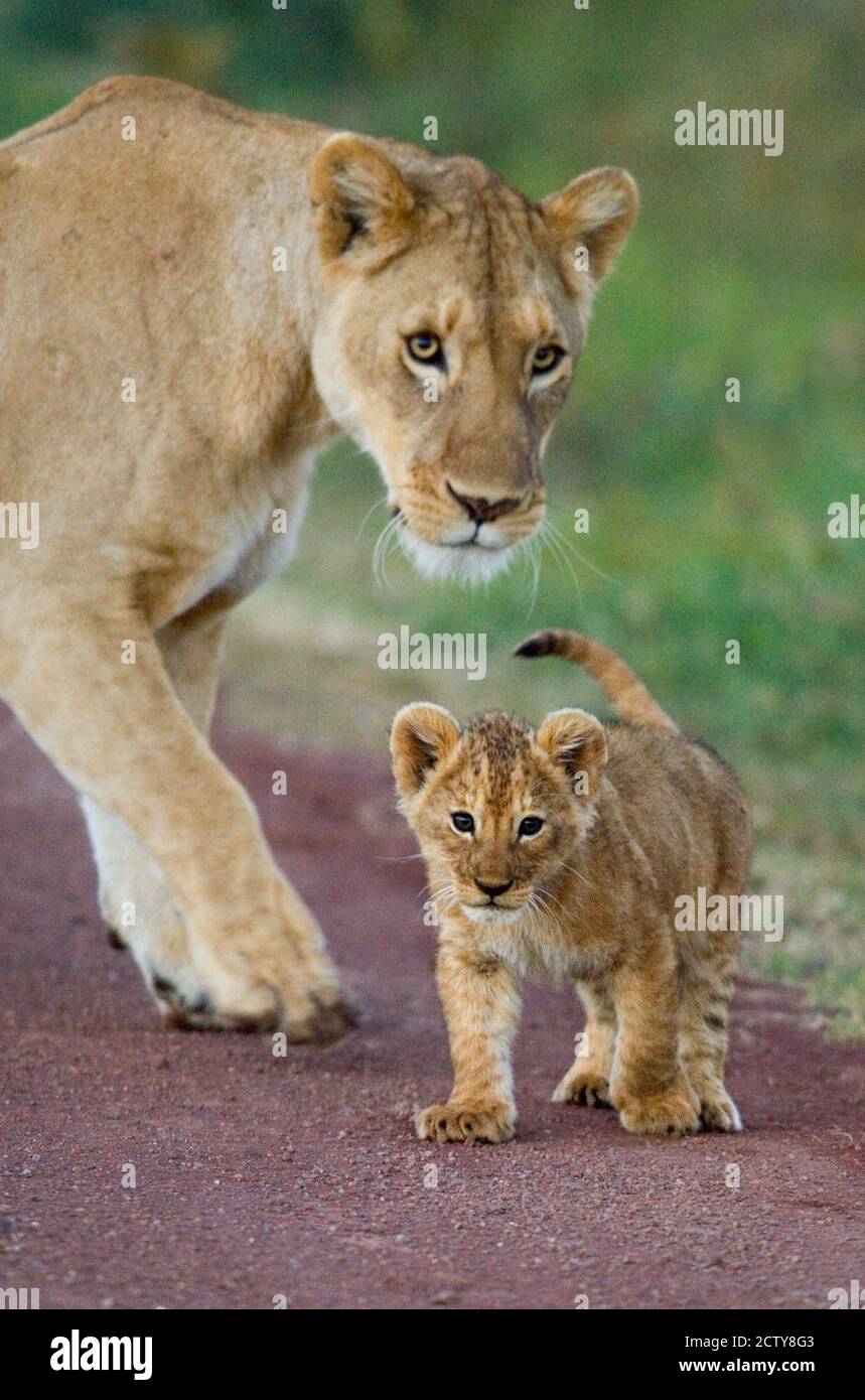 Primo piano di una leonessa e del suo cucciolo, Cratere di Ngorongoro, Area di conservazione di Ngorongoro, Tanzania (Panthera leo) Foto Stock