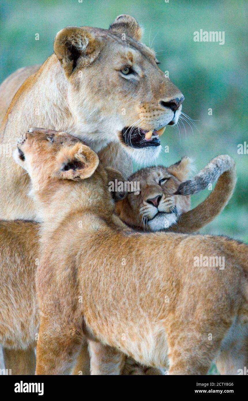 Primo piano di una leonessa e dei suoi due cuccioli, il cratere di Ngorongoro, l'area di conservazione di Ngorongoro, Tanzania (Panthera leo) Foto Stock