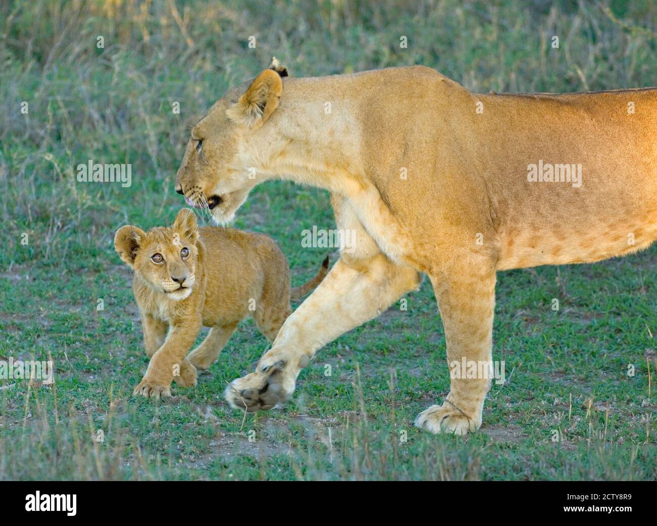 Profilo laterale di una leonessa che cammina con il suo cucciolo, Area di conservazione di Ngorongoro, Regione di Arusha, Tanzania (Panthera leo) Foto Stock