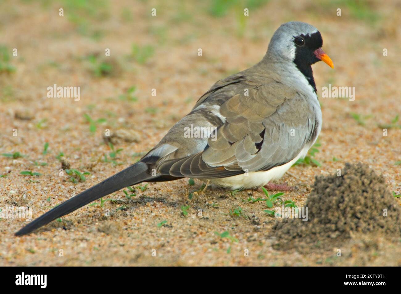 Primo piano di una colomba di Namaqua, Parco Nazionale di Tarangire, Regione di Arusha, Tanzania (Oena capensis) Foto Stock