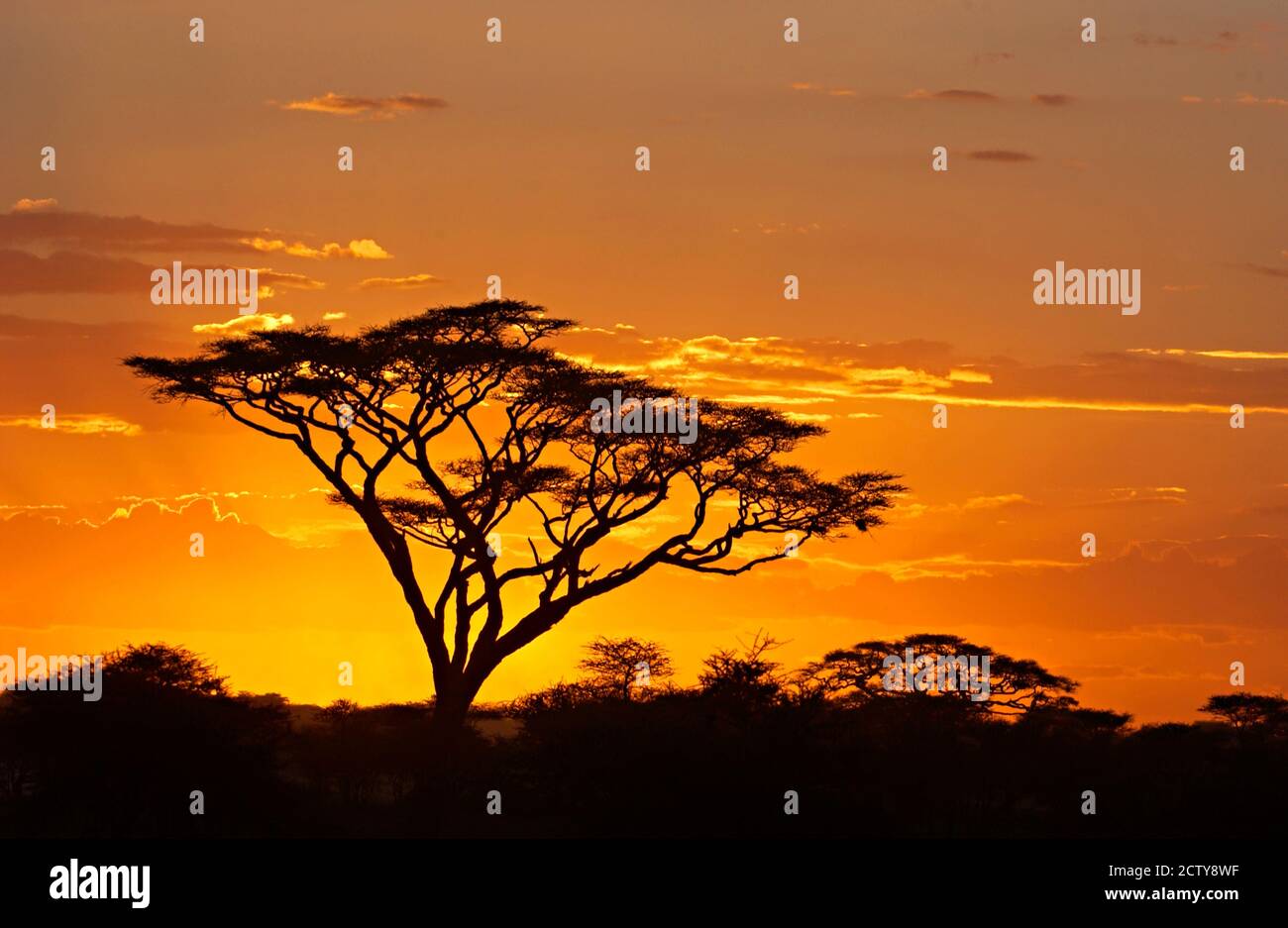 Silhouette di alberi in un campo, zona di conservazione di Ngorongoro, Regione di Arusha, Tanzania Foto Stock