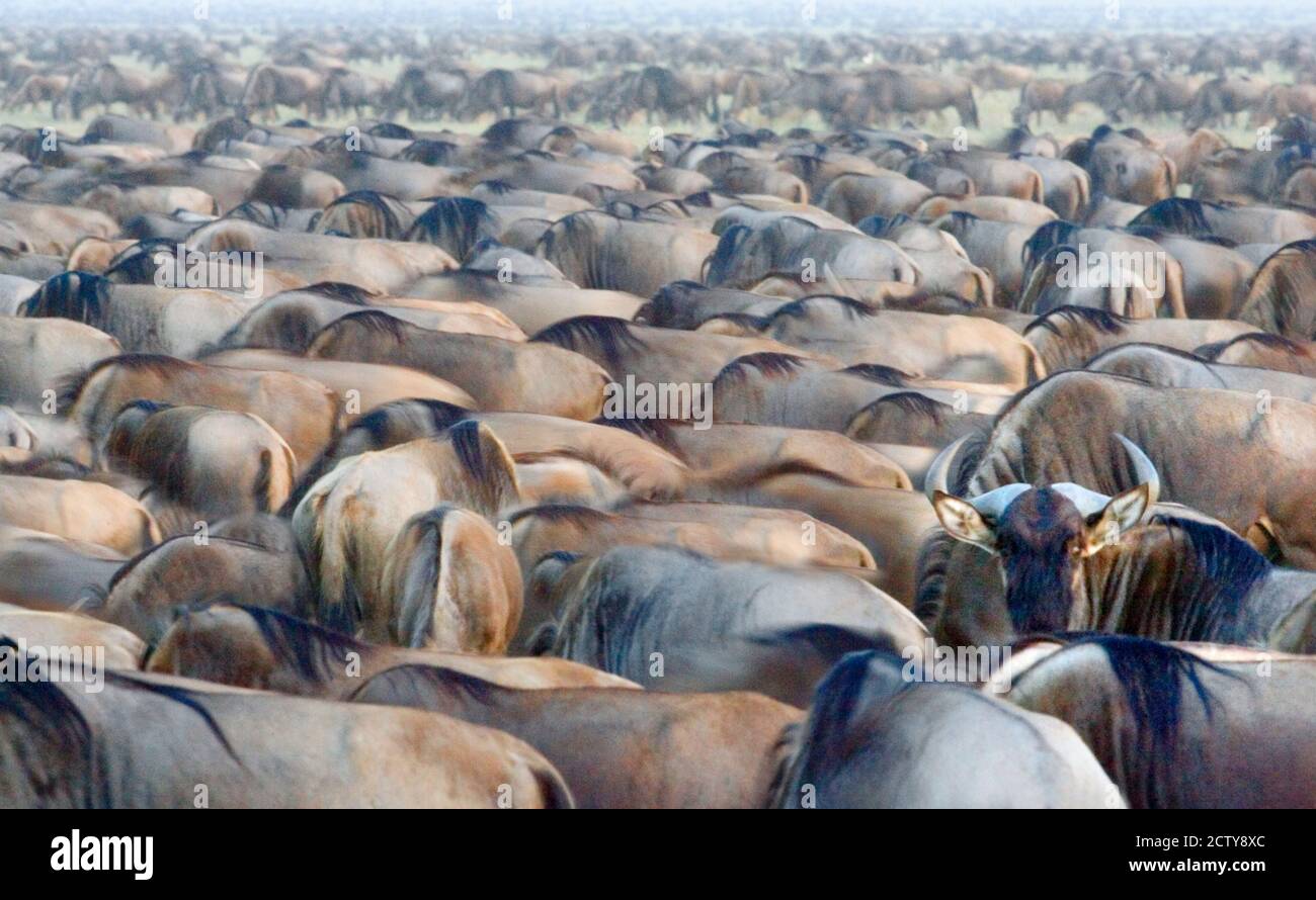 Mandria di selvaggi in un campo, Area di conservazione di Ngorongoro, Regione di Arusha, Tanzania Foto Stock