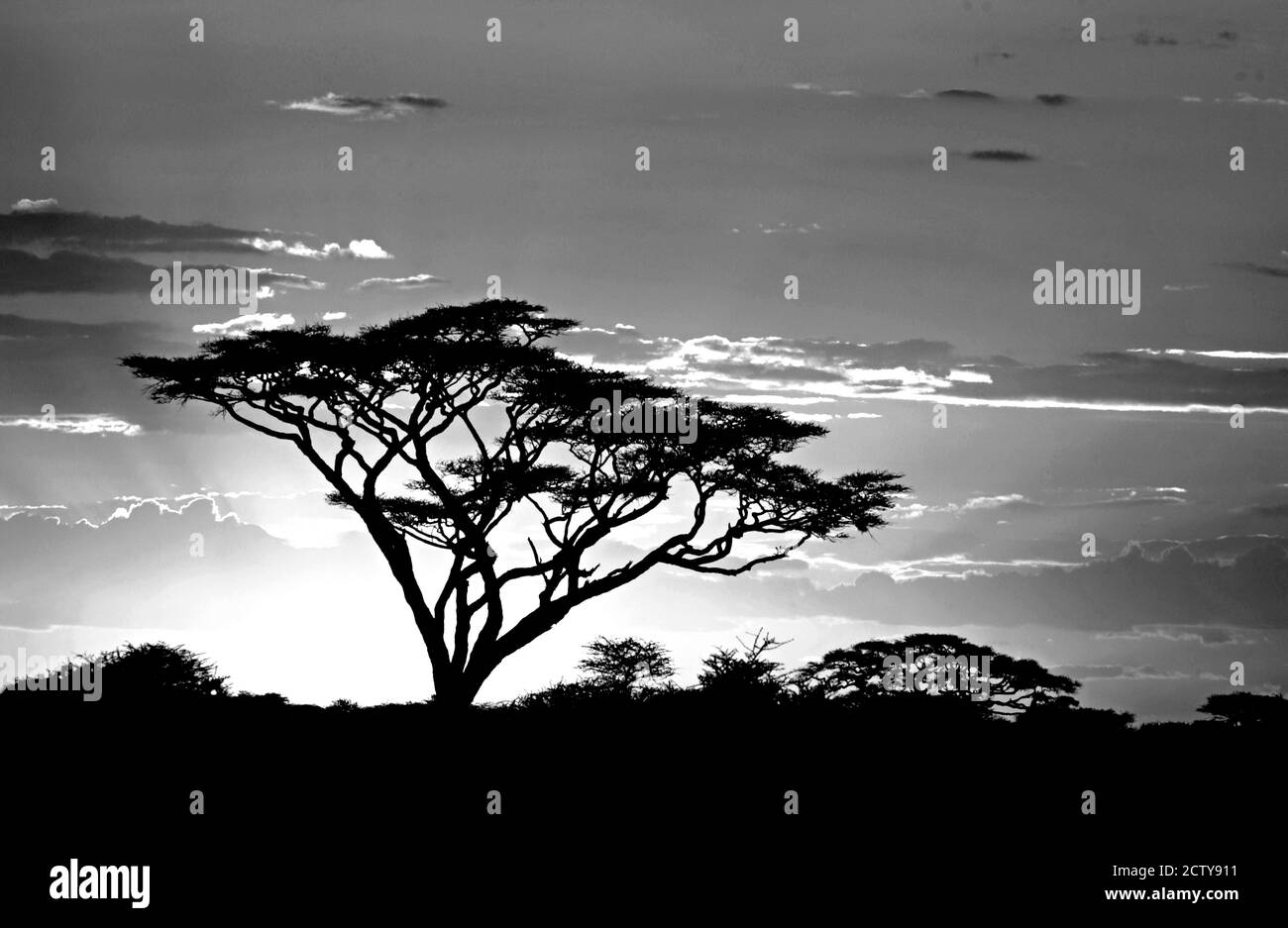 Silhouette di alberi in un campo, zona di conservazione di Ngorongoro, Regione di Arusha, Tanzania Foto Stock