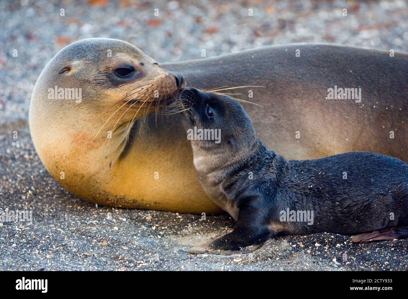 Galapagos leone di mare (Zalophus wollebaeki) con il suo giovane, Isole Galapagos, Ecuador Foto Stock