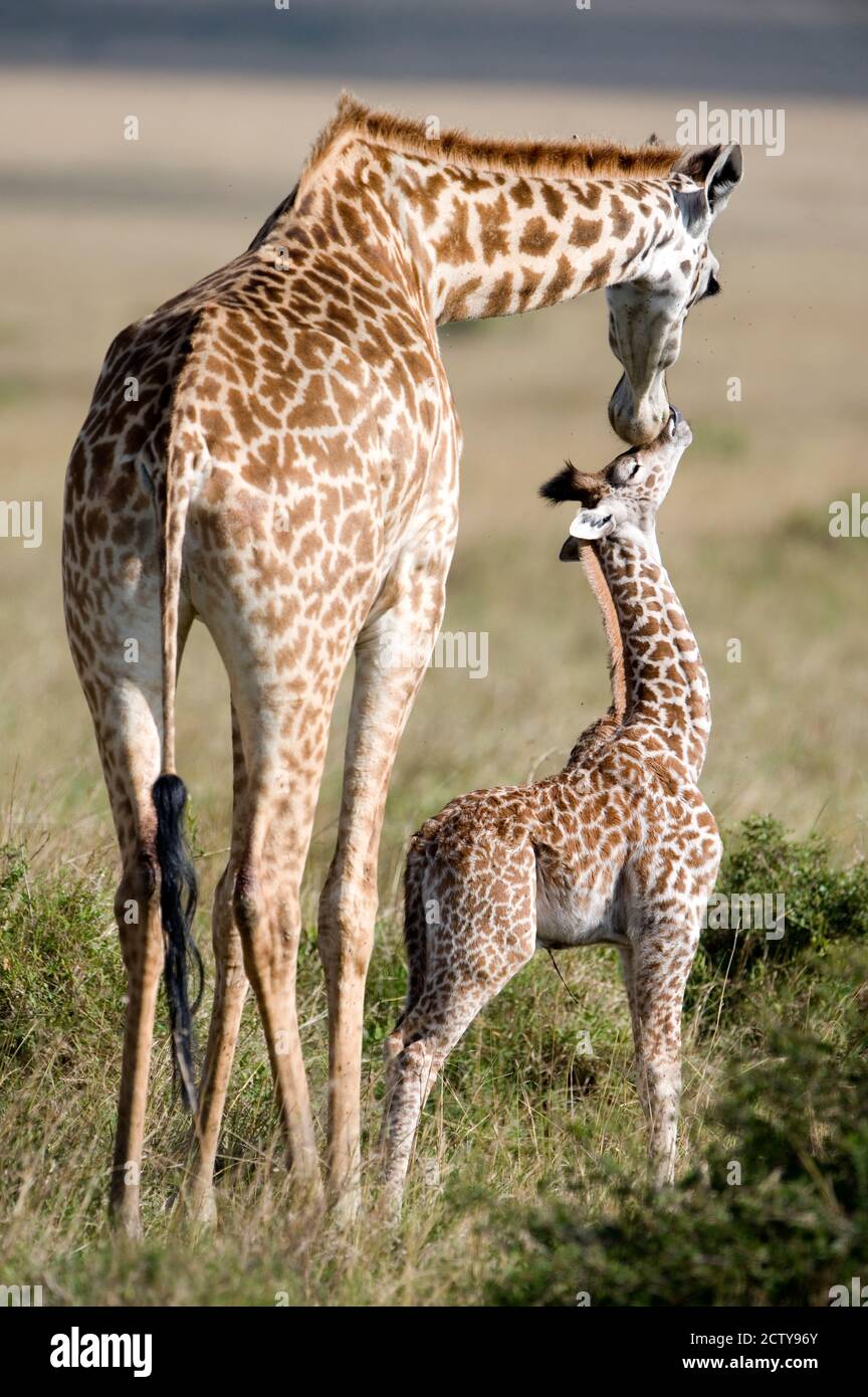 Masai giraffe (Giraffa camelopardalis tippelskirchi) con il suo vitello, Masai Mara National Reserve, Kenya Foto Stock