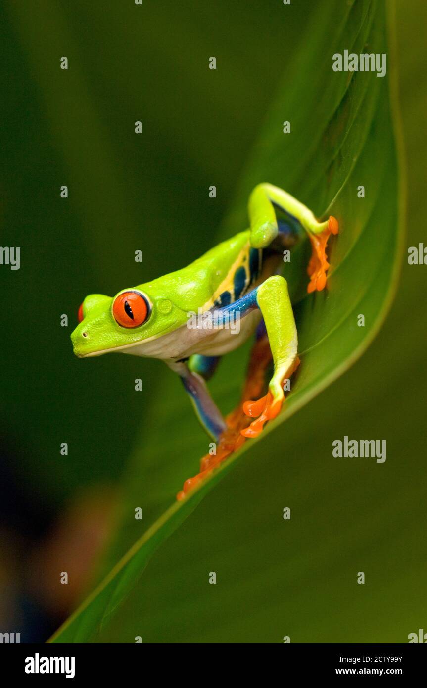 Primo piano di una rana di Red-Eyed Tree (Agalychnis callidyas) seduta su una foglia, Costa Rica Foto Stock