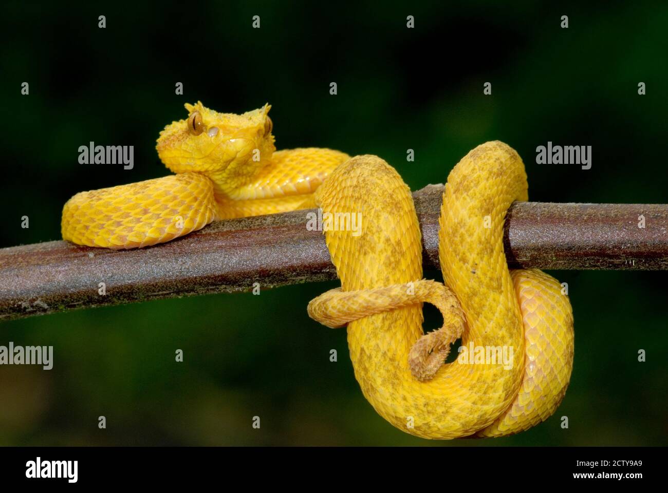 Primo piano di una vipera di Eyelash (Bothriechis schlegelii), vulcano Arenal, Costa Rica Foto Stock