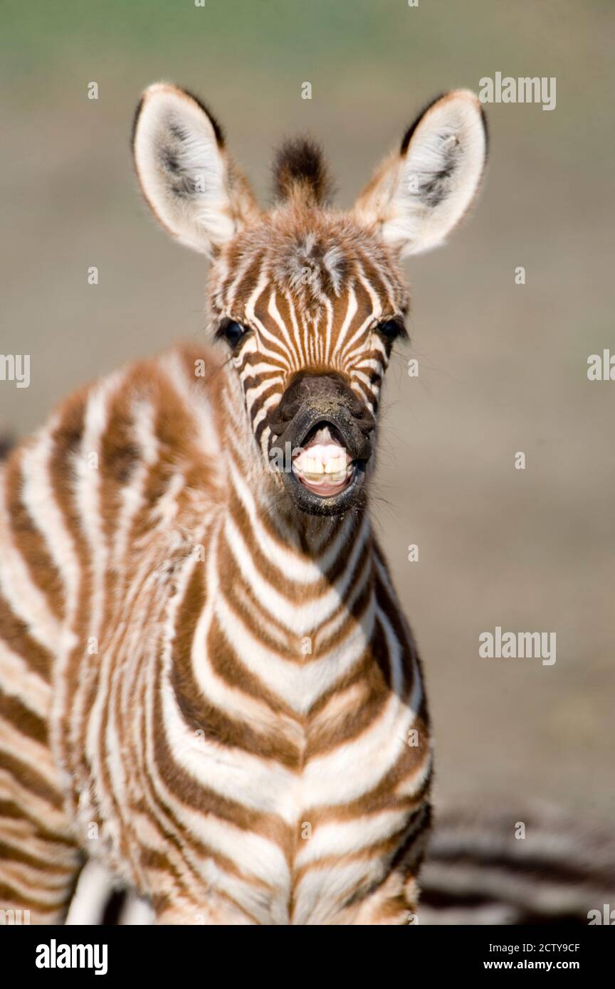 Primo piano di un foal zebra di Burchell (Equus burchelli), Cratere di Ngorongoro, Ngorongoro, Tanzania Foto Stock