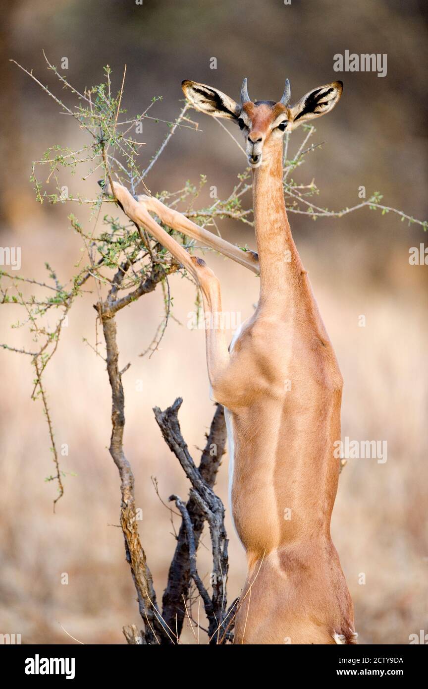 Gerenuk femminile (Litocranius waller) mangiare foglie, Samburu National Park, Rift Valley Province, Kenya Foto Stock