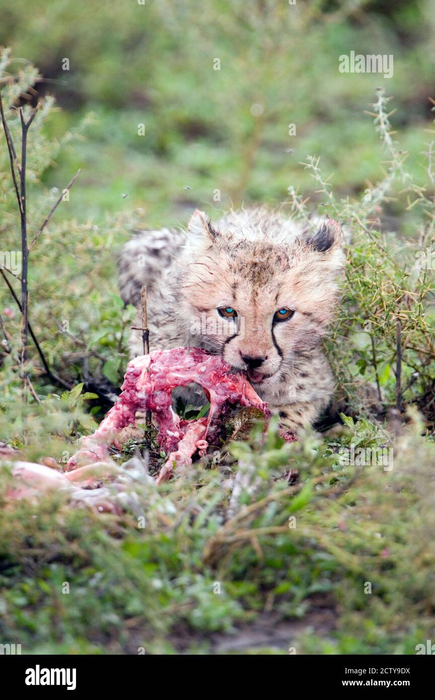 Ghepardo (Acinonyx jubatus) mangiare un animale morto, Ndutu, Ngorongoro, Tanzania Foto Stock