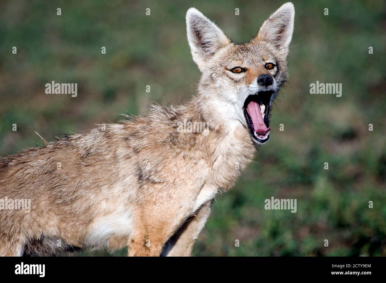 Primo piano di un Jackal d'Oro (Canis aureus), Ndutu, Ngorongoro, Tanzania Foto Stock