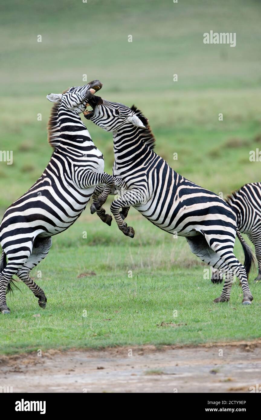 Le zebre di Burchell (Equus burchelli) combattono in un campo, il cratere di Ngorongoro, Ngorongoro, Tanzania Foto Stock