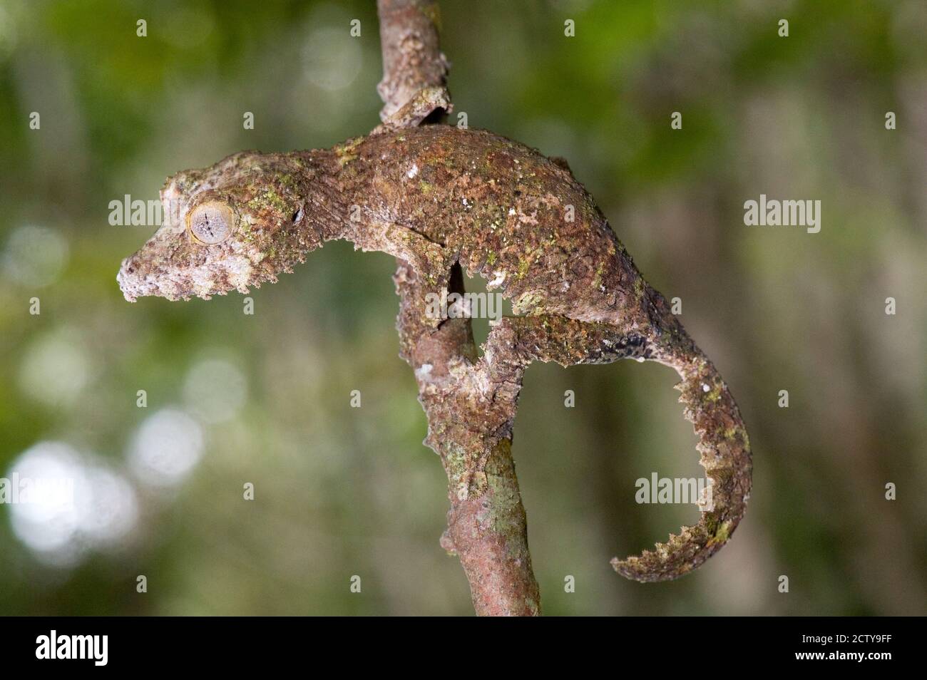 Primo piano di un gecko con coda di foglia (Uromatus fimbriatus), Parco Nazionale Andasibe-Mantadia, Madagascar Foto Stock