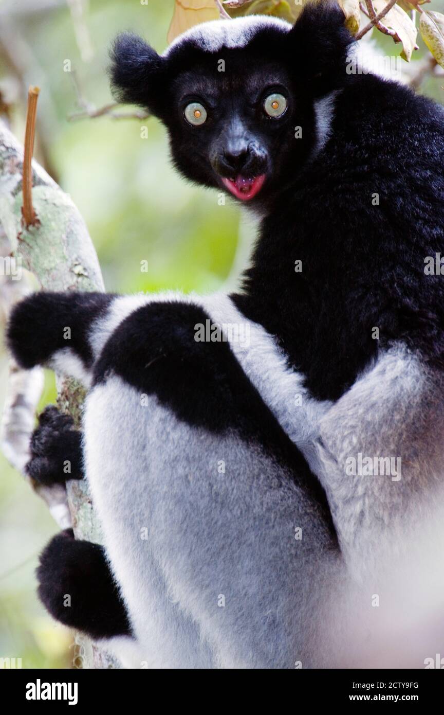 Primo piano di un lemur Indri (Indri indri), Parco Nazionale Andasibe-Mantadia, Madagascar Foto Stock