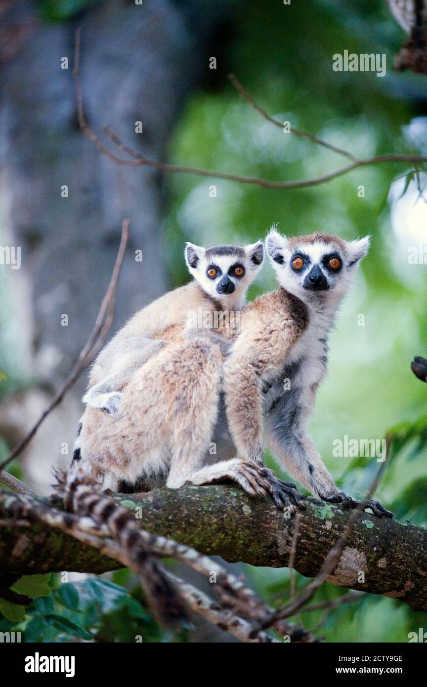 Lemure con coda ad anello (Lemur catta) con il suo giovane, Berenty, Madagascar Foto Stock