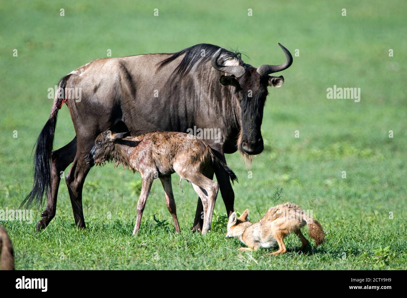 Neonato vitello wildebeest e madre con la caccia Golden Jackals (Canis aureus), Cratere di Ngorongoro, Ngorongoro, Tanzania Foto Stock