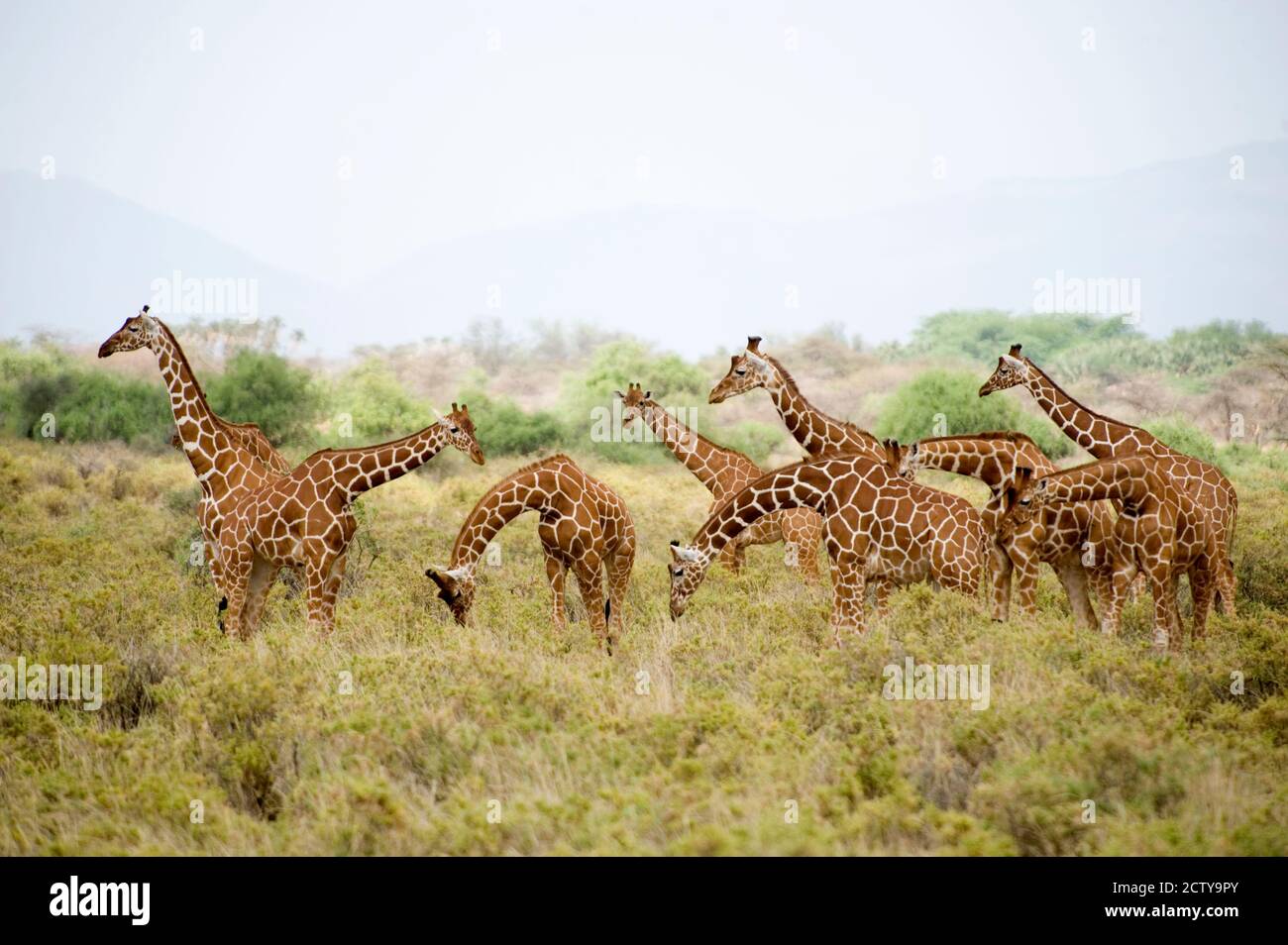 Giraffe reticolate (Giraffa camelopardalis reticulata) che pascolano in un campo, Parco Nazionale di Samburu, Provincia di Rift Valley, Kenya Foto Stock