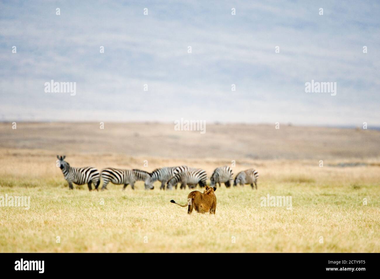 Leonessa (Panthera leo) che guarda un gregge di zebre, il cratere di Ngorongoro, Ngorongoro, Tanzania Foto Stock