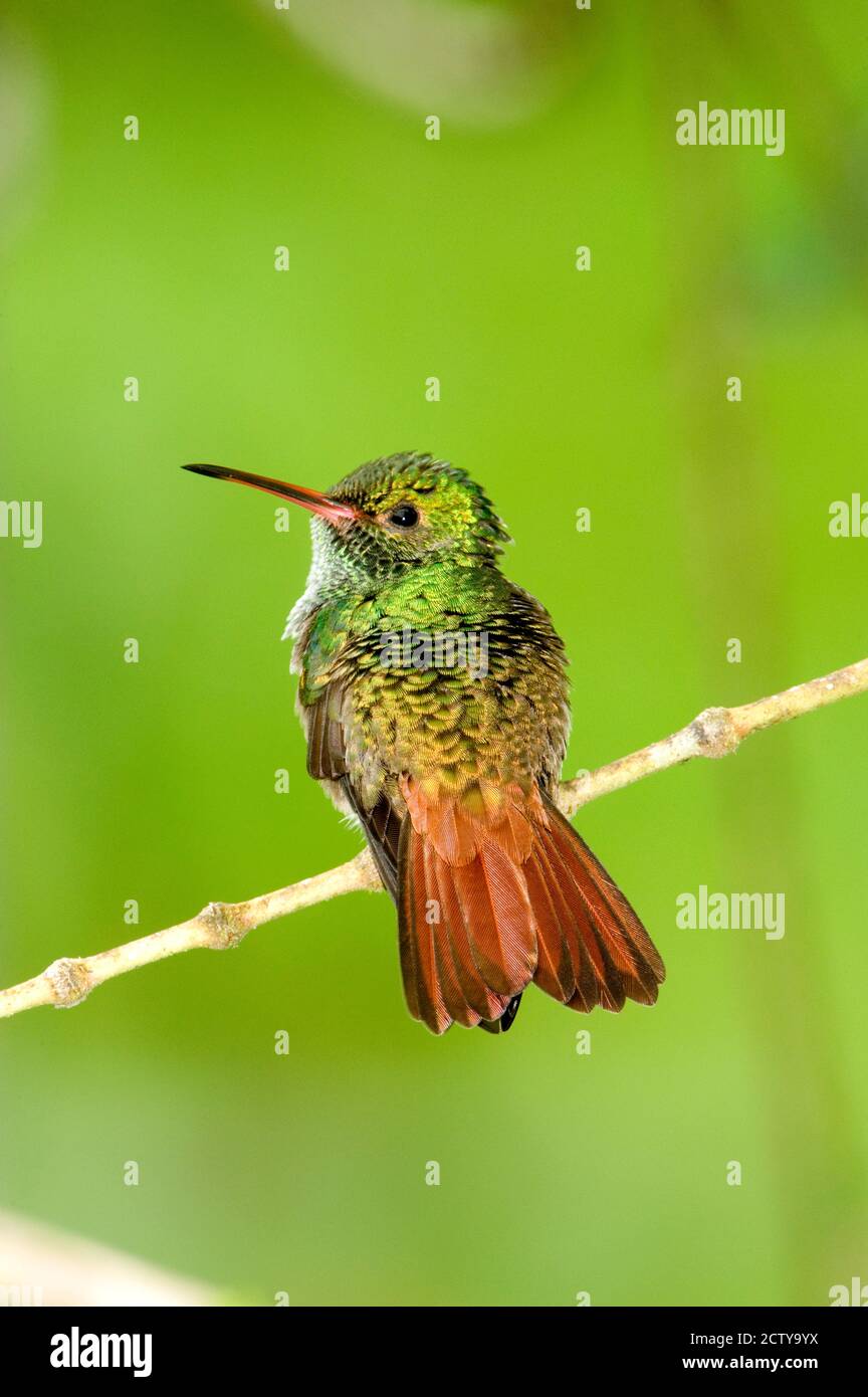Primo piano di colibrì con coda di rucio (Amazilia tzacatl) che perching su un torso, Costa Rica Foto Stock