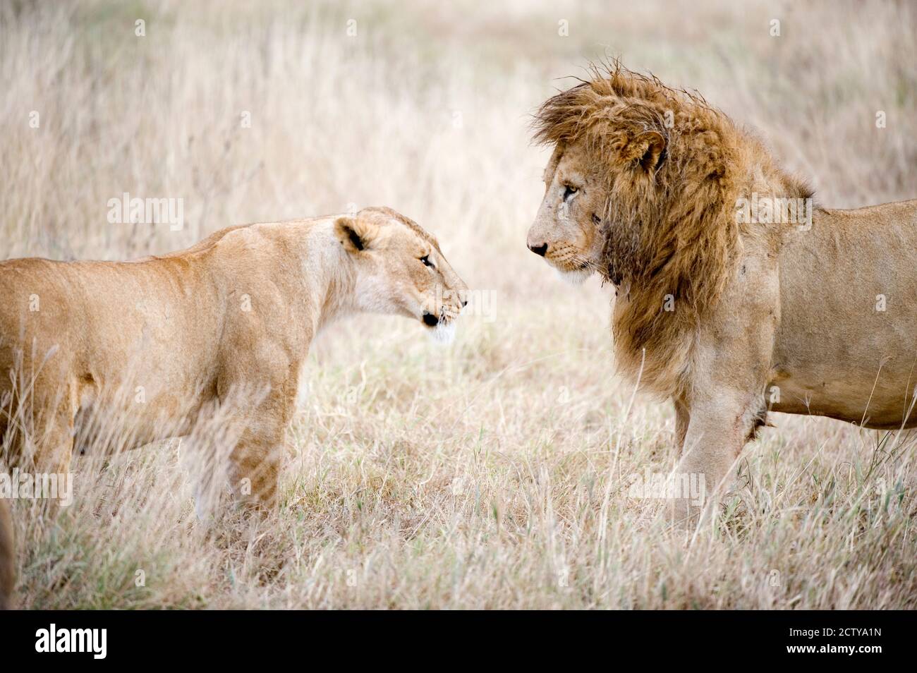 Leone e una leonessa (Panthera leo) che si trova faccia a faccia in una foresta, il Cratere di Ngorongoro, Ngorongoro, Tanzania Foto Stock