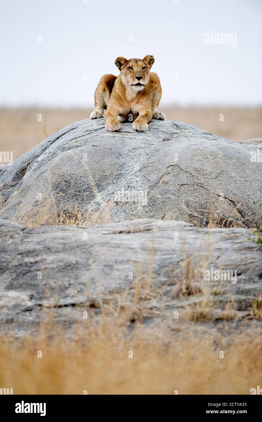 Leonessa (Panthera leo) seduta su una roccia, Serengeti, Tanzania Foto Stock