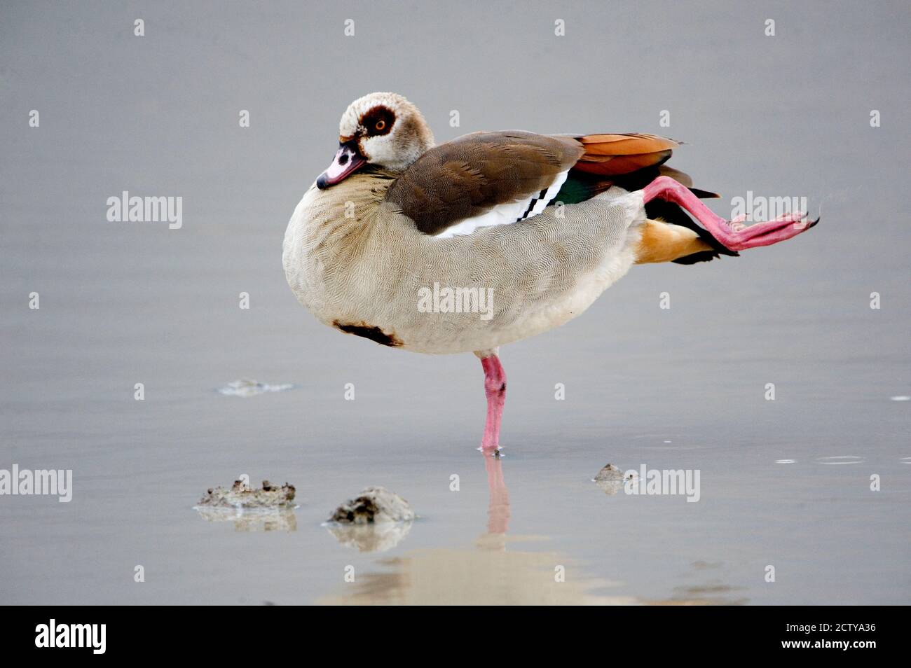 Oca egiziana (Alopochen aegyptiacus) in piedi in acqua, Cratere di Ngorongoro, Ngorongoro, Tanzania Foto Stock
