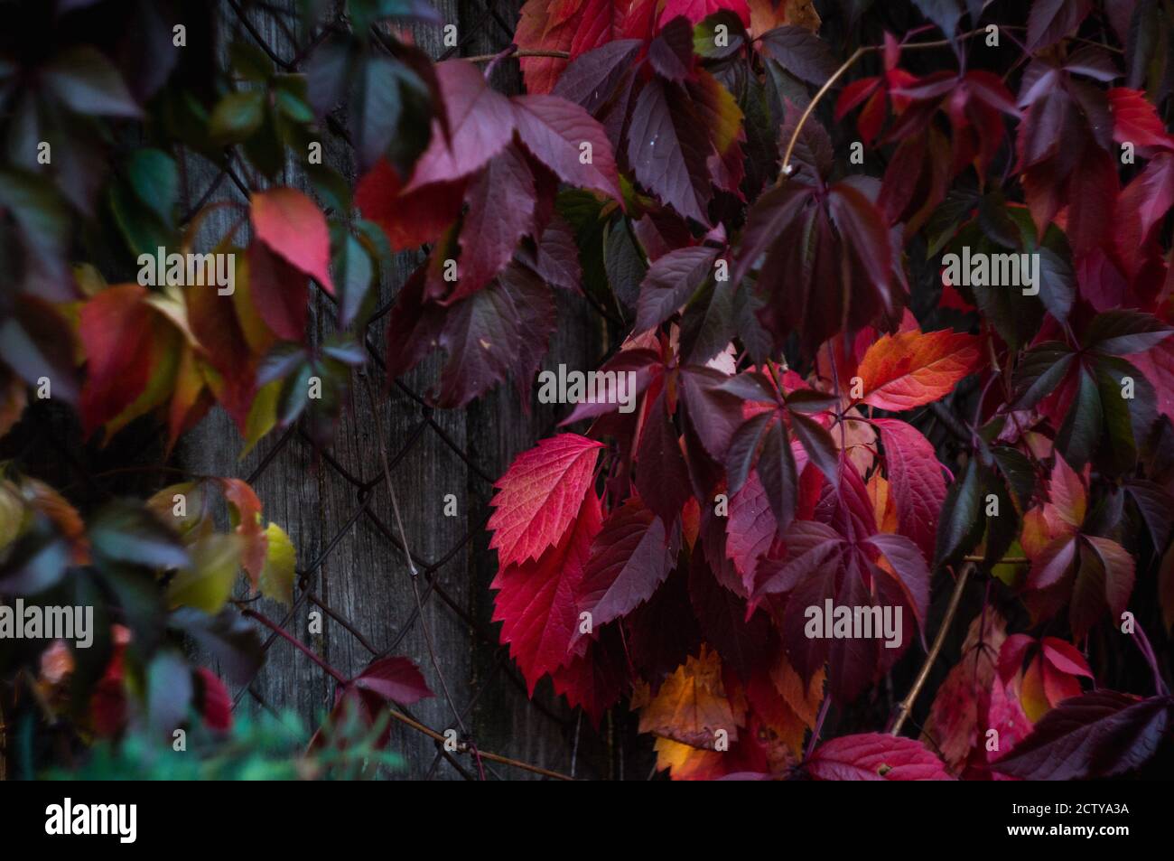 sfondo di autunno, fogliame luminoso sulla recinzione, Foto Stock