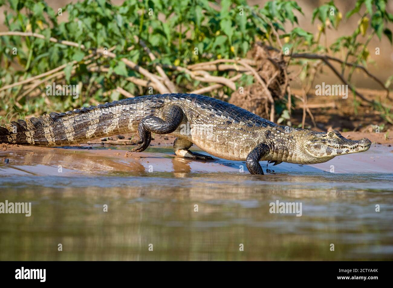Yacare caiman (Ciman coccodrillo yacare) a riva del fiume, fiume Three Brothers, riunione del parco statale Waters, Pantanal Wetlands, Brasile Foto Stock
