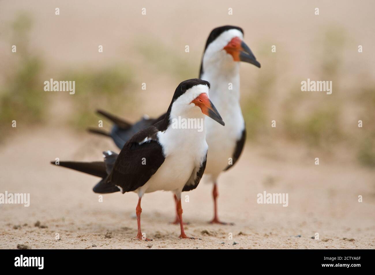 Primo piano di due sciatori neri (Rynchops niger), fiume Three Brothers, Meeting of the Waters state Park, Pantanal Wetlands, Brasile Foto Stock