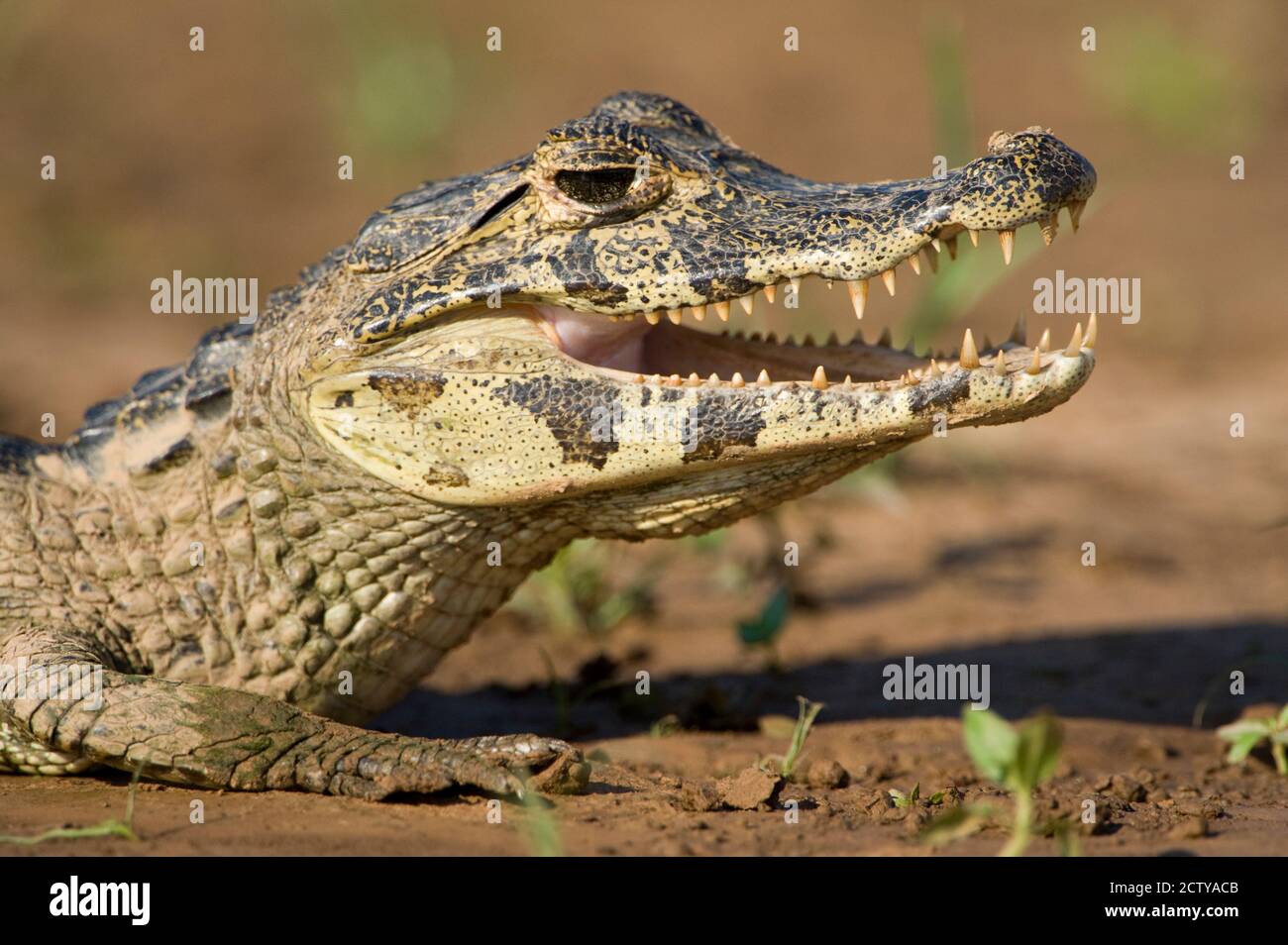 Yacare caiman (Ciman coccodrillo yacare), Three Brothers River, riunione del parco statale delle acque, Pantanal Wetlands, Brasile Foto Stock